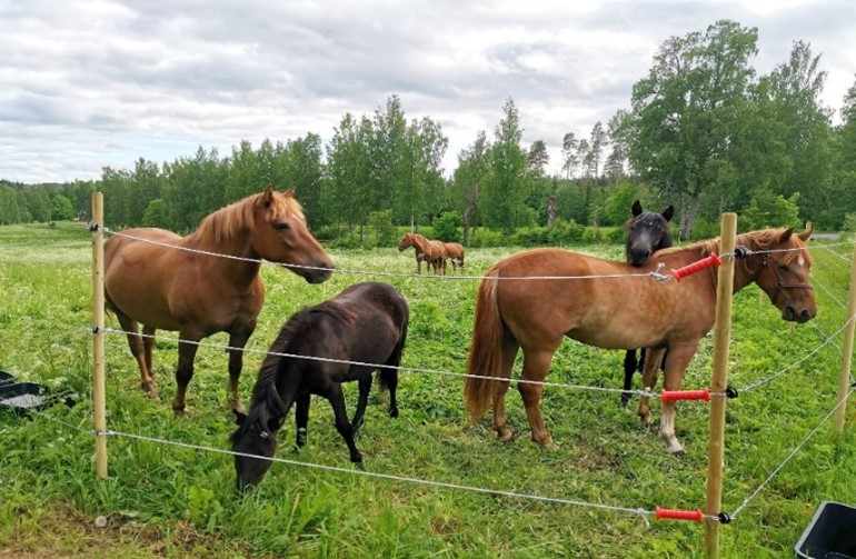 Kuvassa Kasvunpolun hevostoimintatallin hevosia kesälaitumella.
